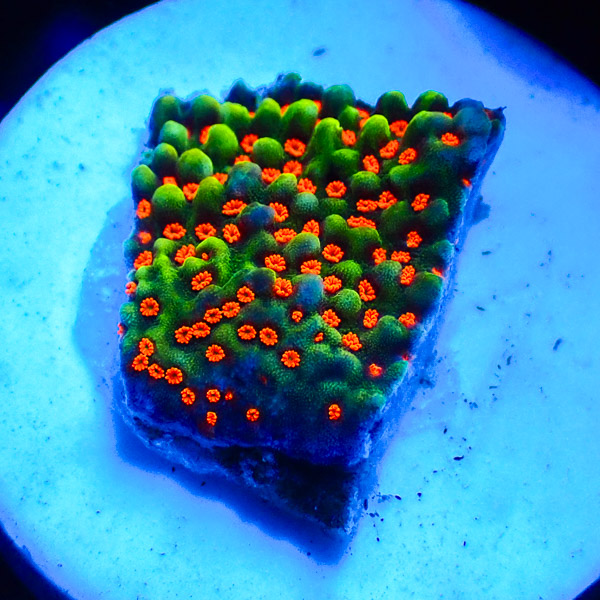 Montipora MC Jungle Fire NZ