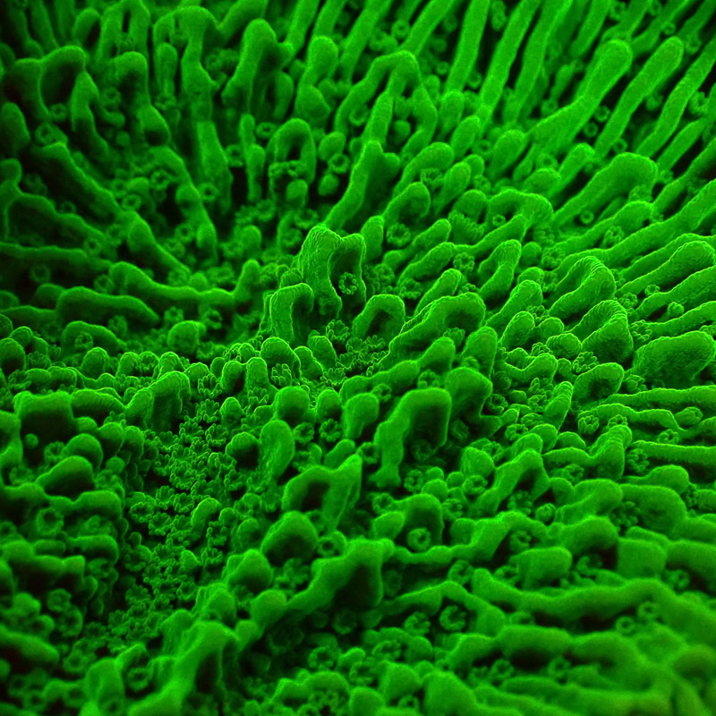 Montipora Grün Frag 07