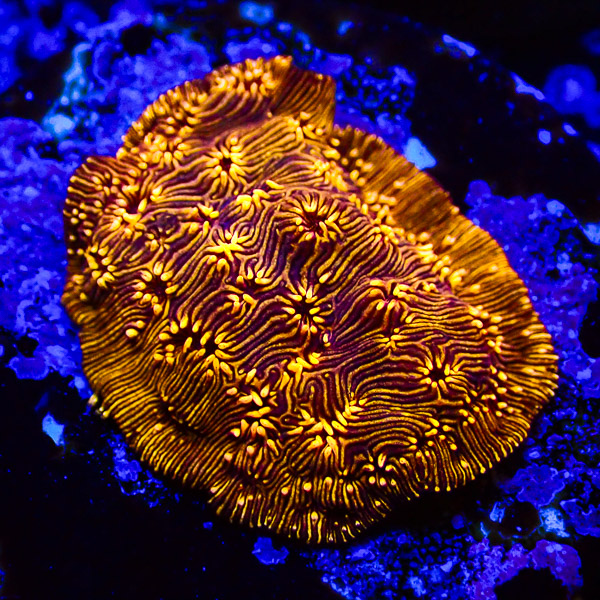 Lithophyllon Gold Digger NZ