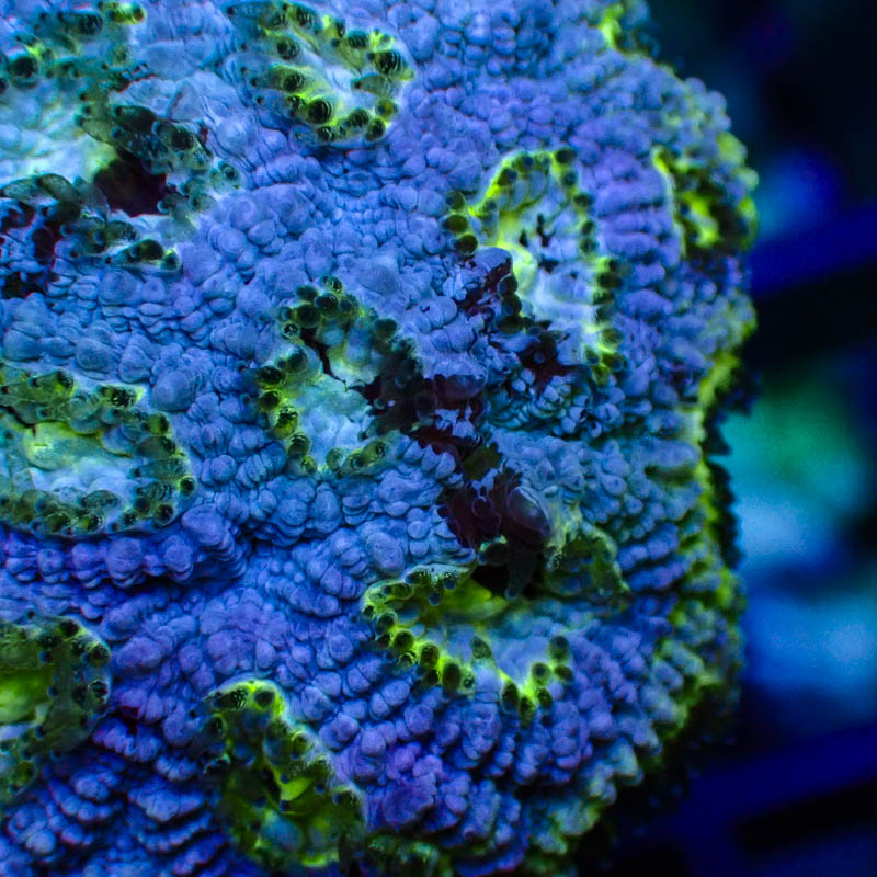 Goniastrea Blau Neon – Türkis-Hellgrüne Münder