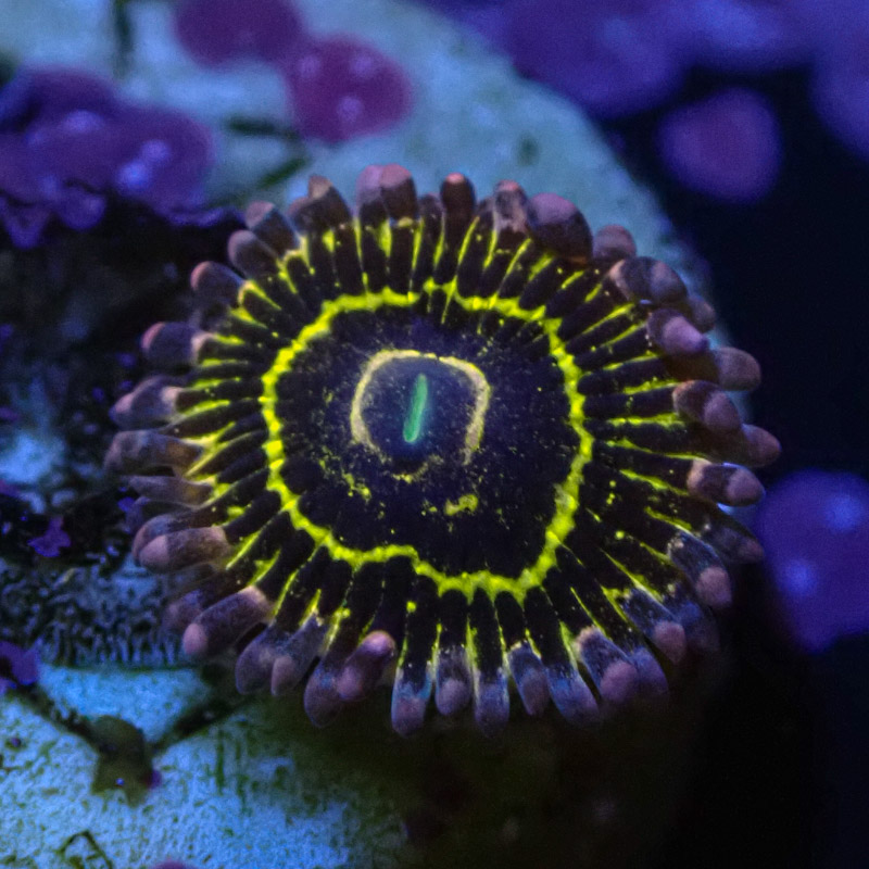 Zoanthus MC Stratosphere