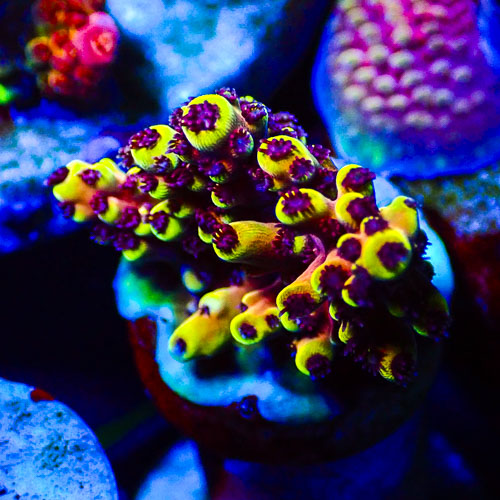 Acropora MC Lemon Muffin