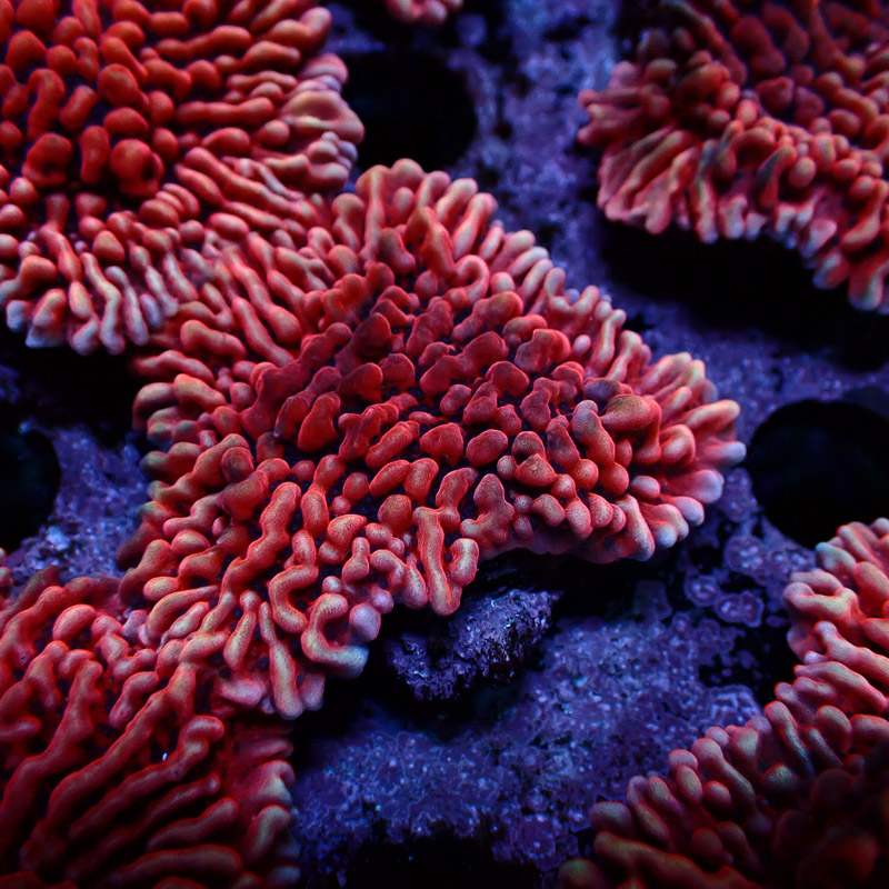 Montipora Mean Streak Frag 25
