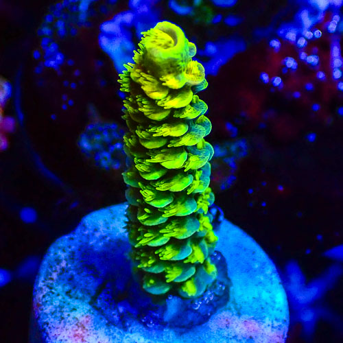 Acropora MC Borealis