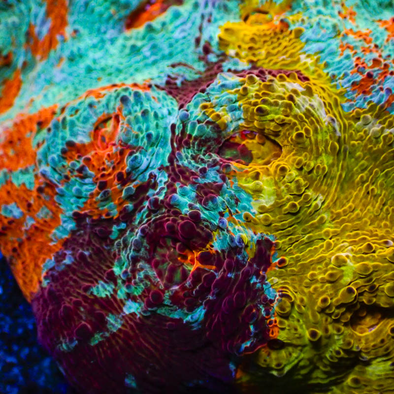 Chalice Benetton Ultra – Seltenes Multicolor-Sammlerstück