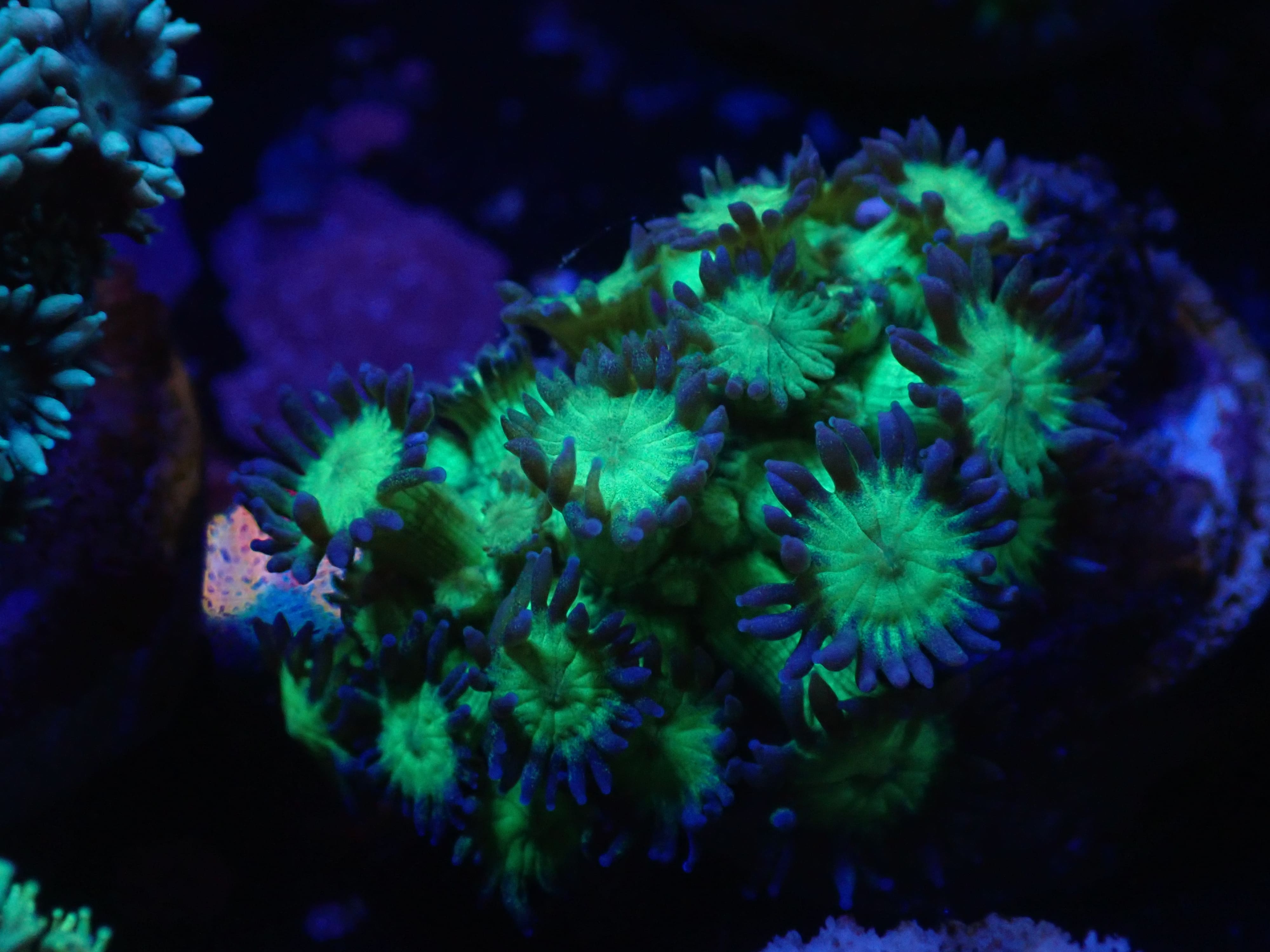 Goniopora Glitter DNZ