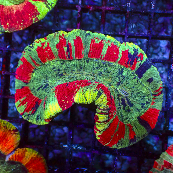Trachyphyllia MC Secret Garden