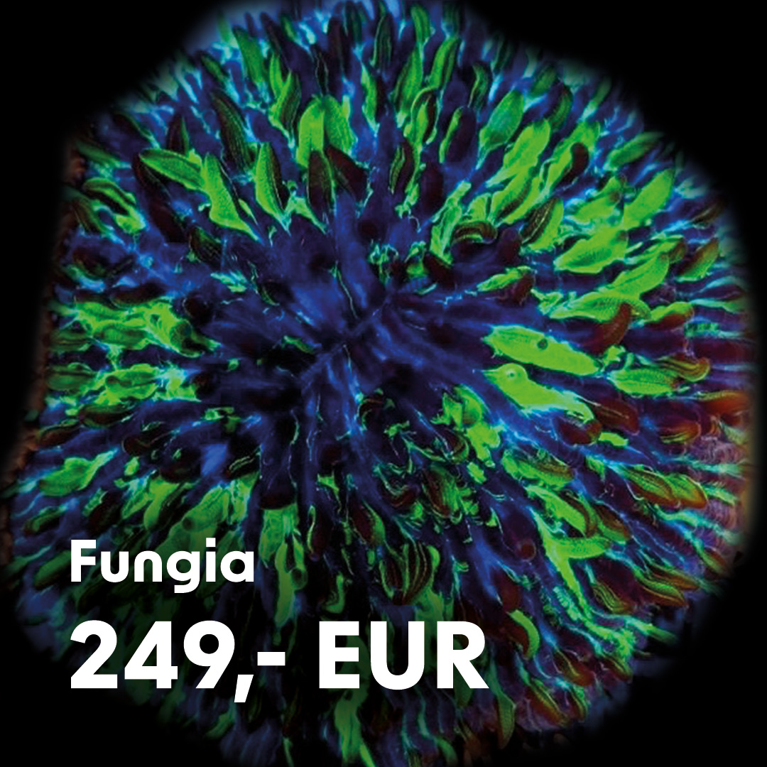 Fungia / extrem selten