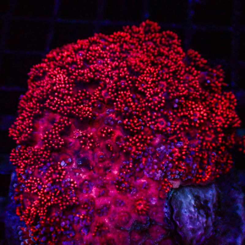 Goniopora Tiefrot – Blauer Schimmer – Elegante LPS