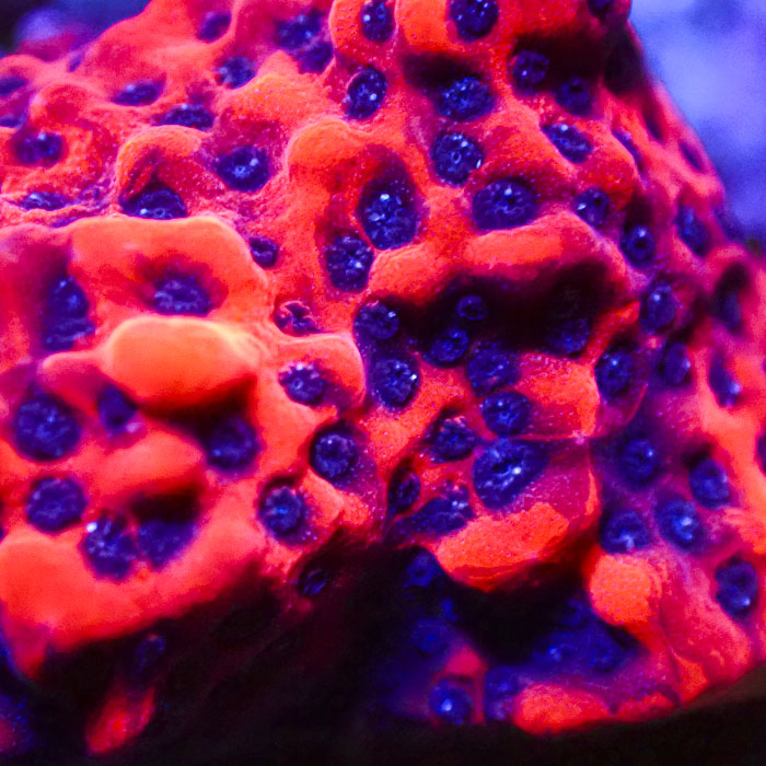 Montipora MC Ironman