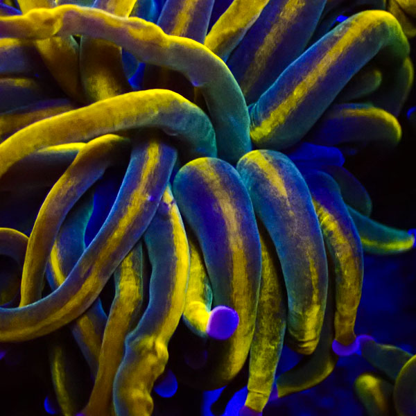 Euphyllia Rapunzel Holy Grail NZ