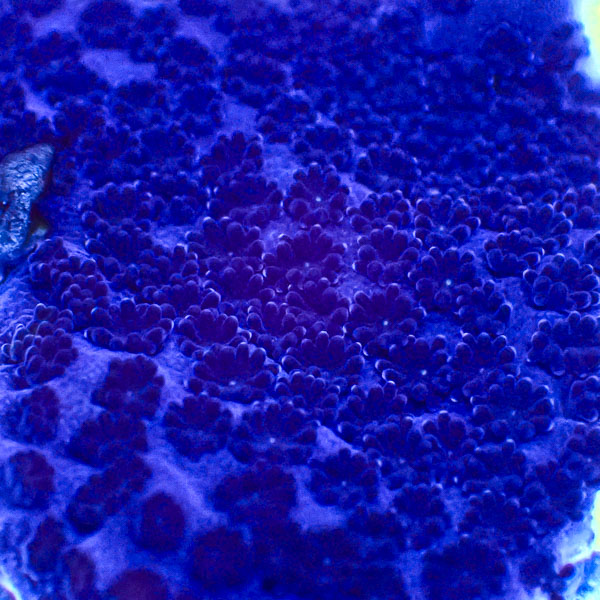 Montipora MC Sapphire Storm