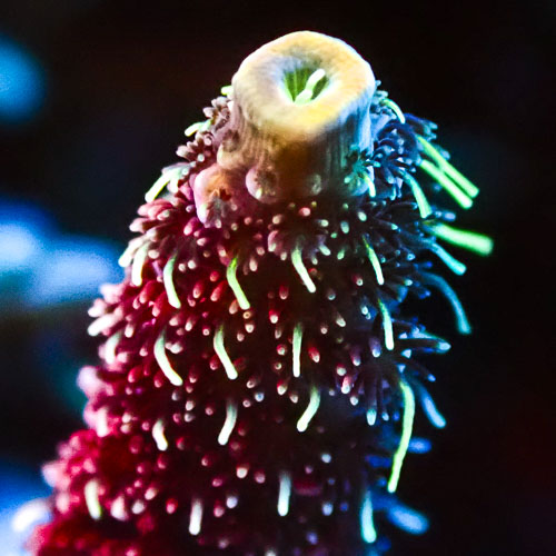 Acropora Mille Ultra Rot