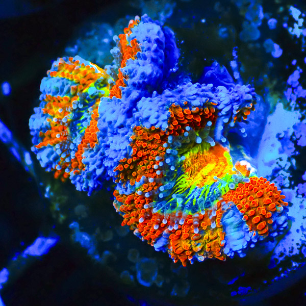 Cotton Candy Acan