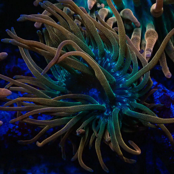 Entacmaea MC Quadricolor Sunburst