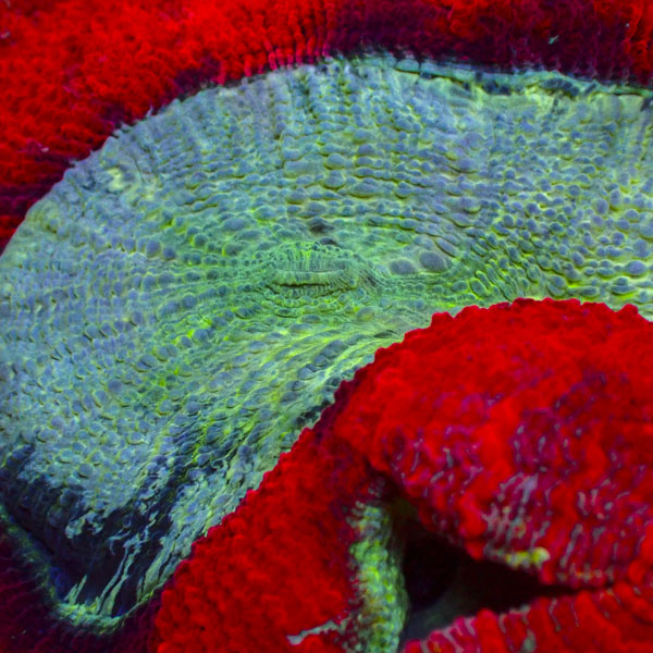 Trachyphyllia MC Lagoon Flame
