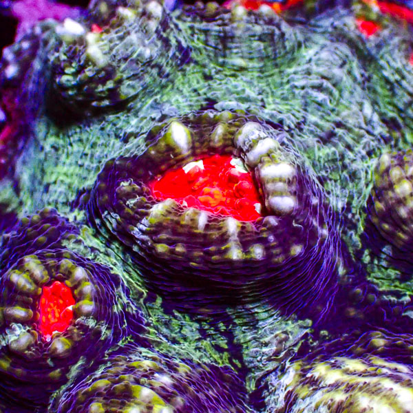 Chalice MC Purple Chaos Red Rim