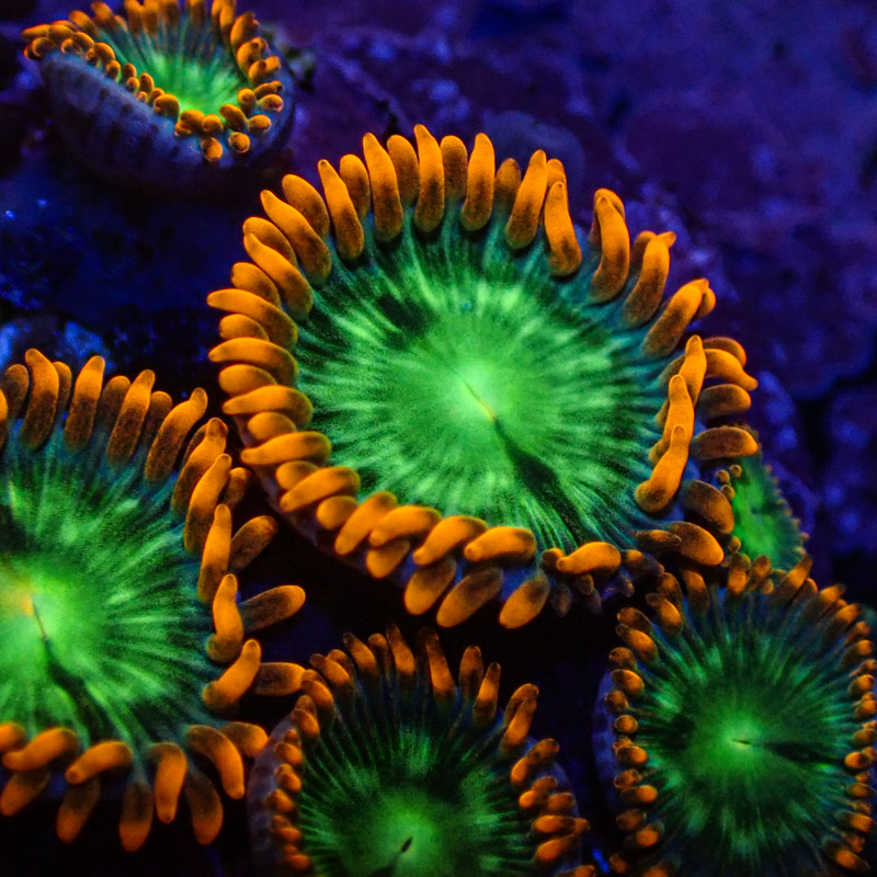 Zoanthus MC Electric Oompa Loompa