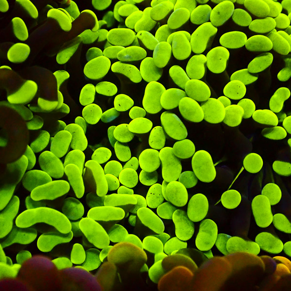 Paraancora MC Radioactive Green NZ