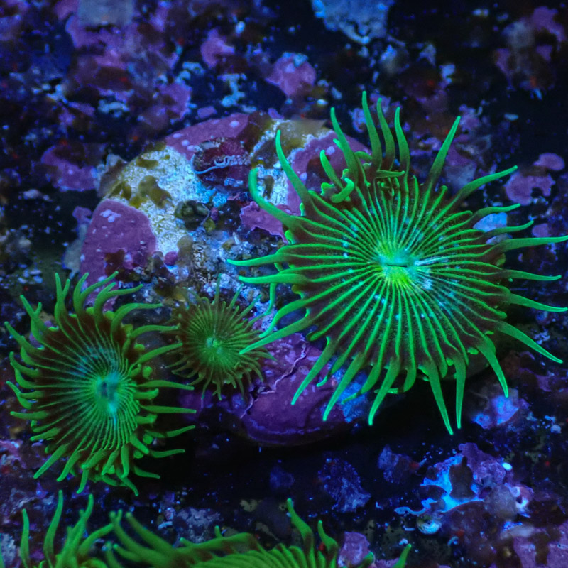 Palythoa MC Green Implosion Frag 01