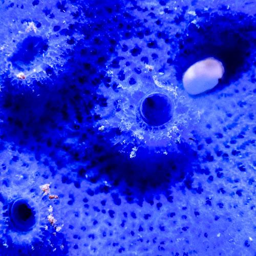 Schwamm Ultra Blau