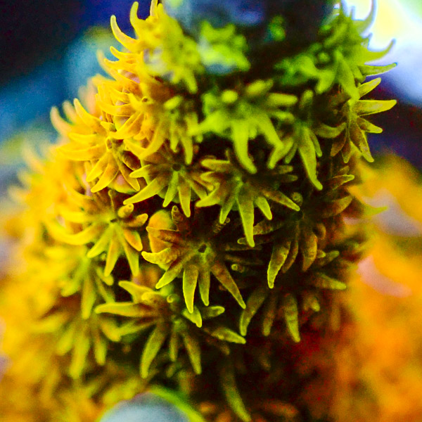 Acropora WWC Walt Disney
