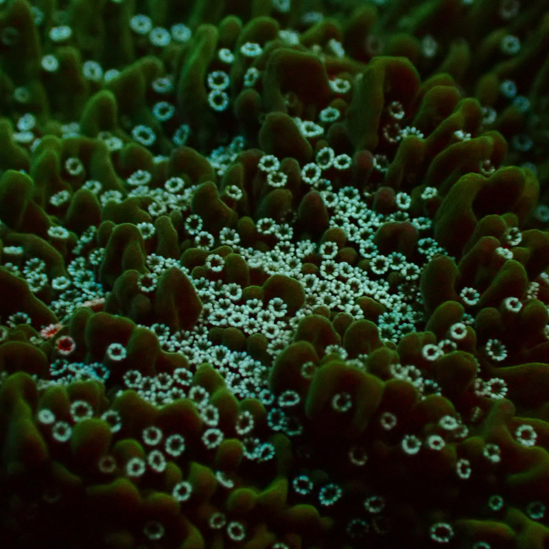 Montipora Dunkelgrün Frag 01