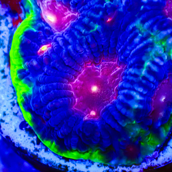 Favia MC Galaxy Joker NZ