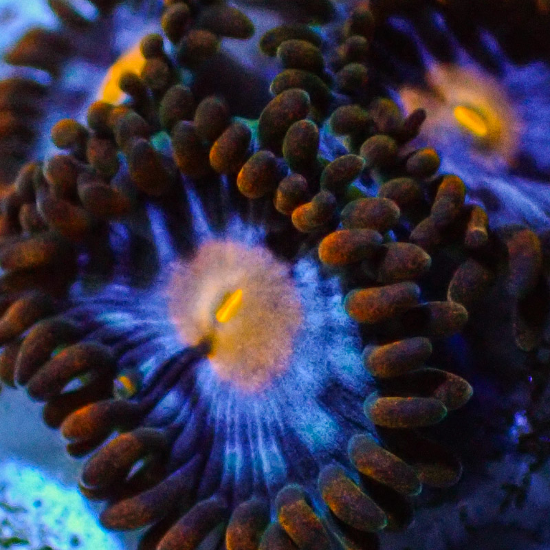 Zoanthus MC Aurora Blaze