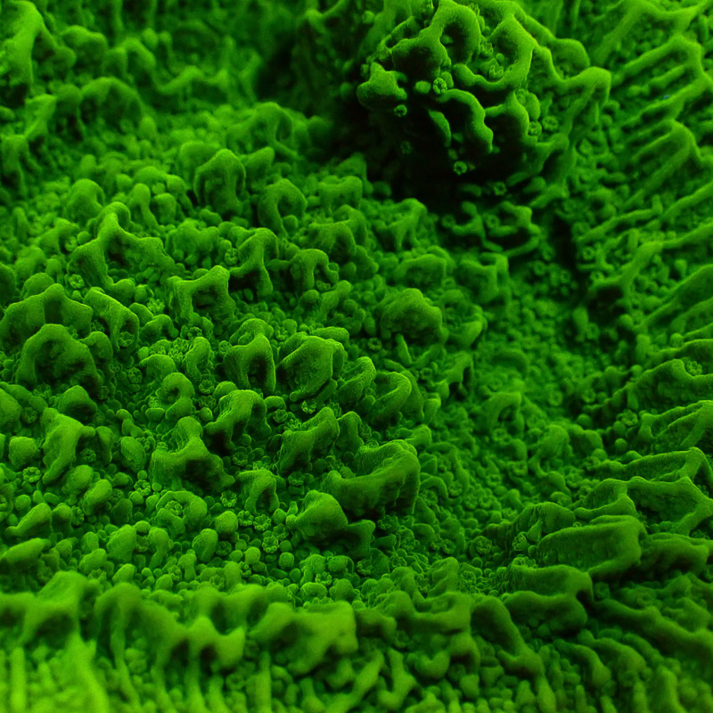 Montipora Grün Frag 10