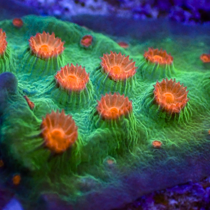 Cyphastrea Meteor Shower Frag 01