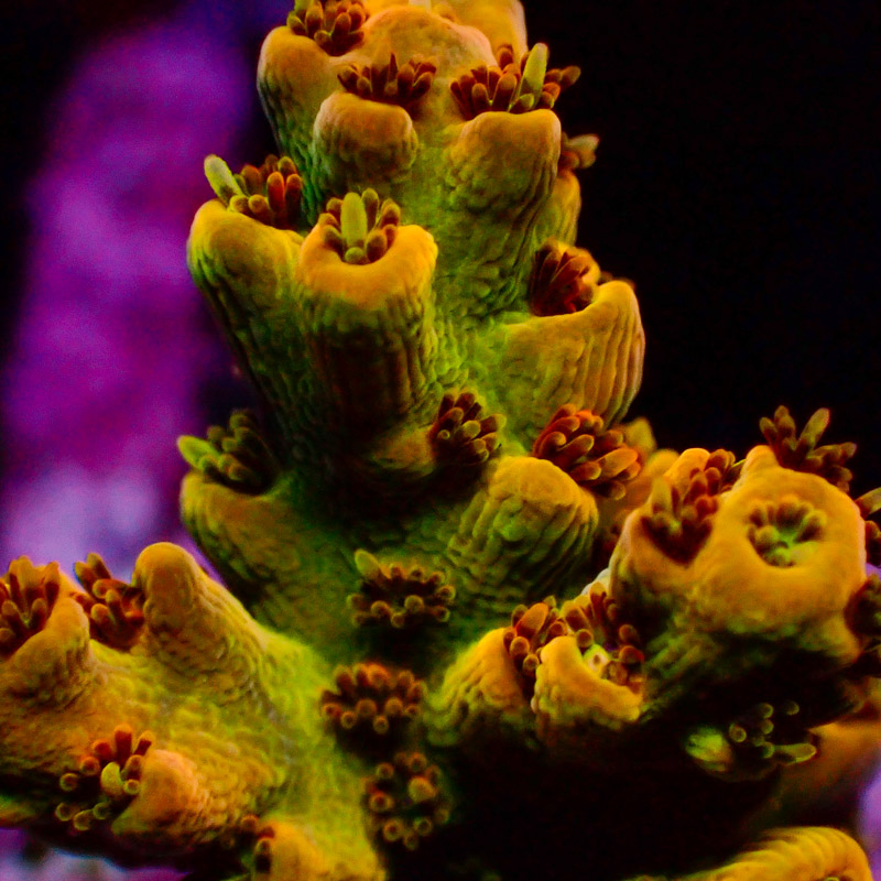 Acropora