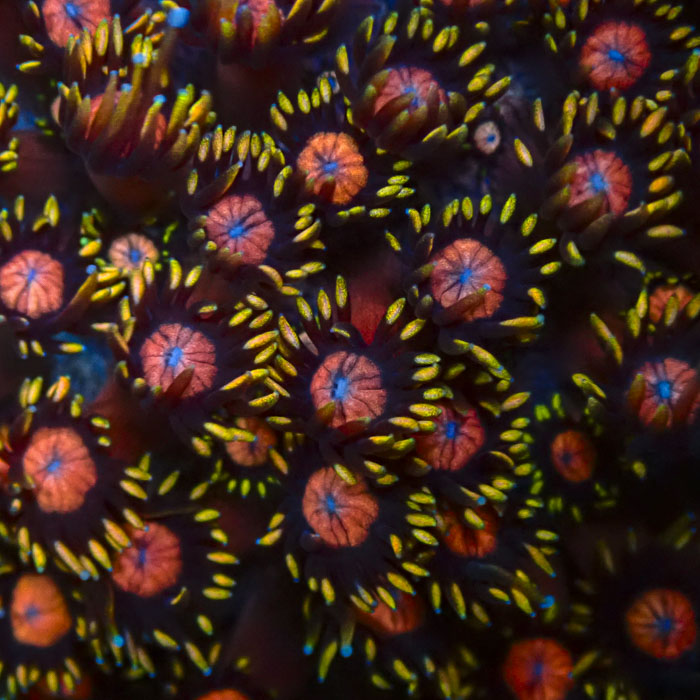 Goniopora Tequila Sunrise