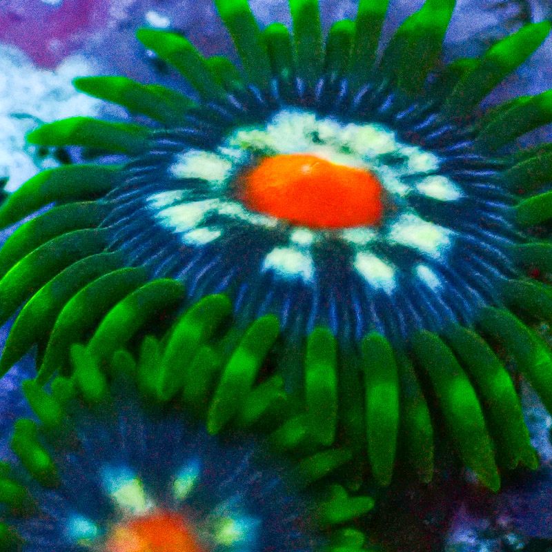 Zoanthus MC Ultra Stargazer