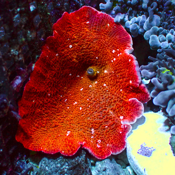 Rhodactis MC Frozen Lava