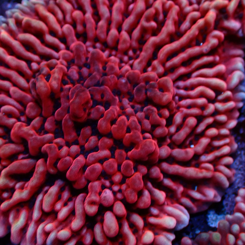 Montipora Mean Streak Frag 24