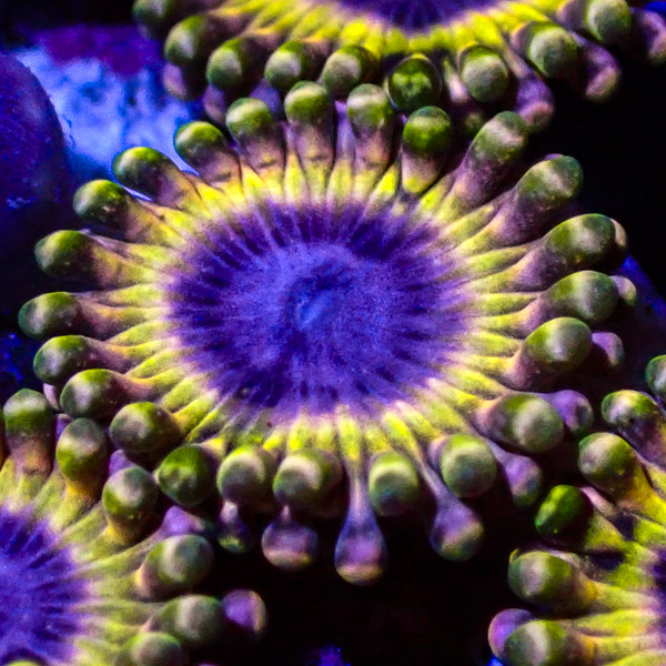 Zoanthus MC White Walker