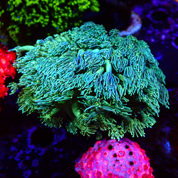 Goniopora MC Spearmint Swirl NZ CTO