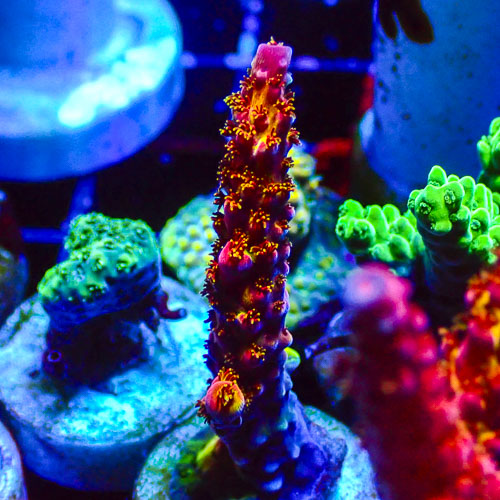 Acropora MC Phoenix