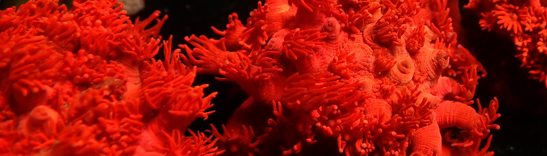 Farbintensive Goniopora Koralle – ideale Ergänzung für LPS-Liebhaber