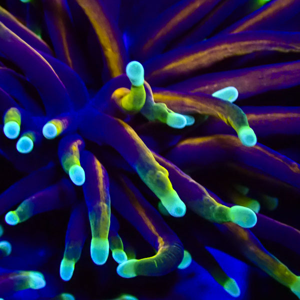 Euphyllia Golden Torch NZ