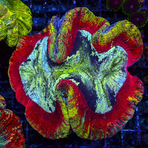 Trachyphyllia MC Painted Horizon
