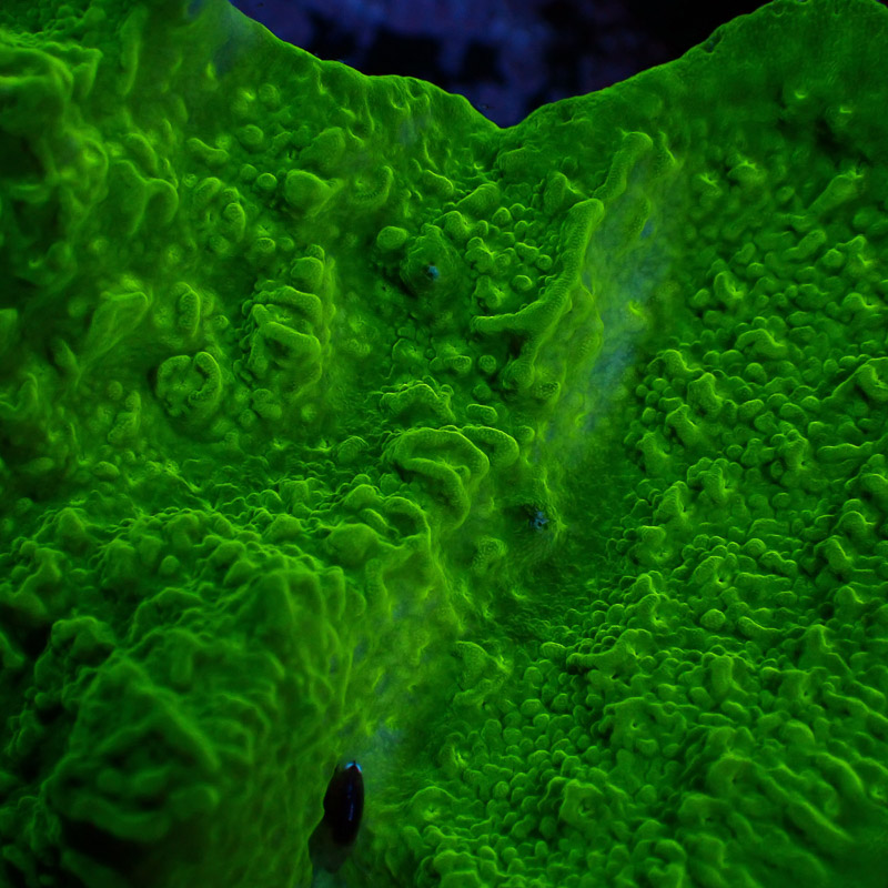 Montipora Grün Frag 03