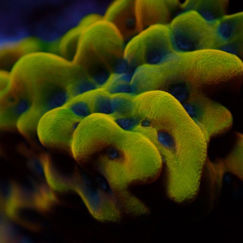 Montipora Crazy T. Frag 08