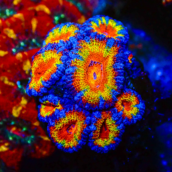 Acanthastrea MC Color Explosion CTO