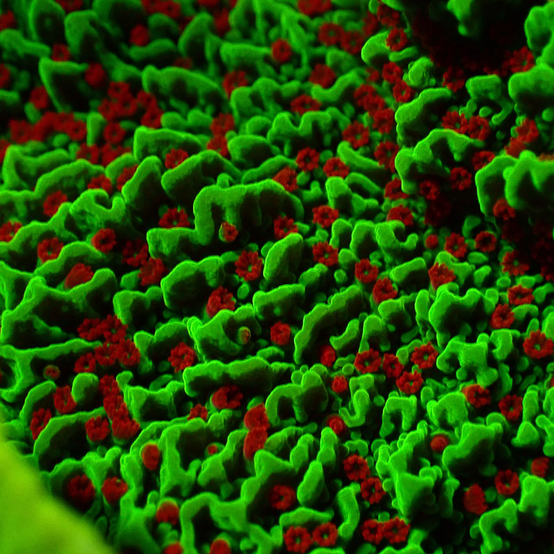 Montipora Chilli Pepper Frag 03