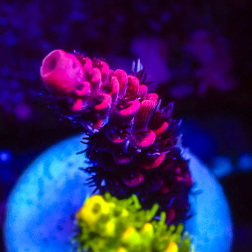 Acropora MC Midnight Rose
