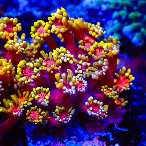 Alveopora Golden Inferno Mastergrade NZ