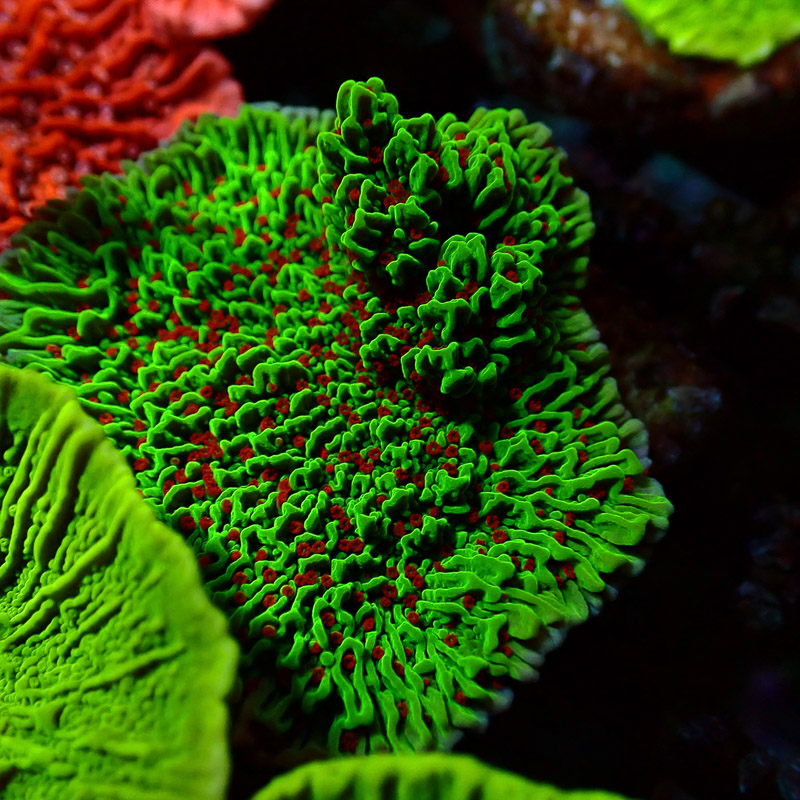 Montipora Chilli Pepper Frag 03