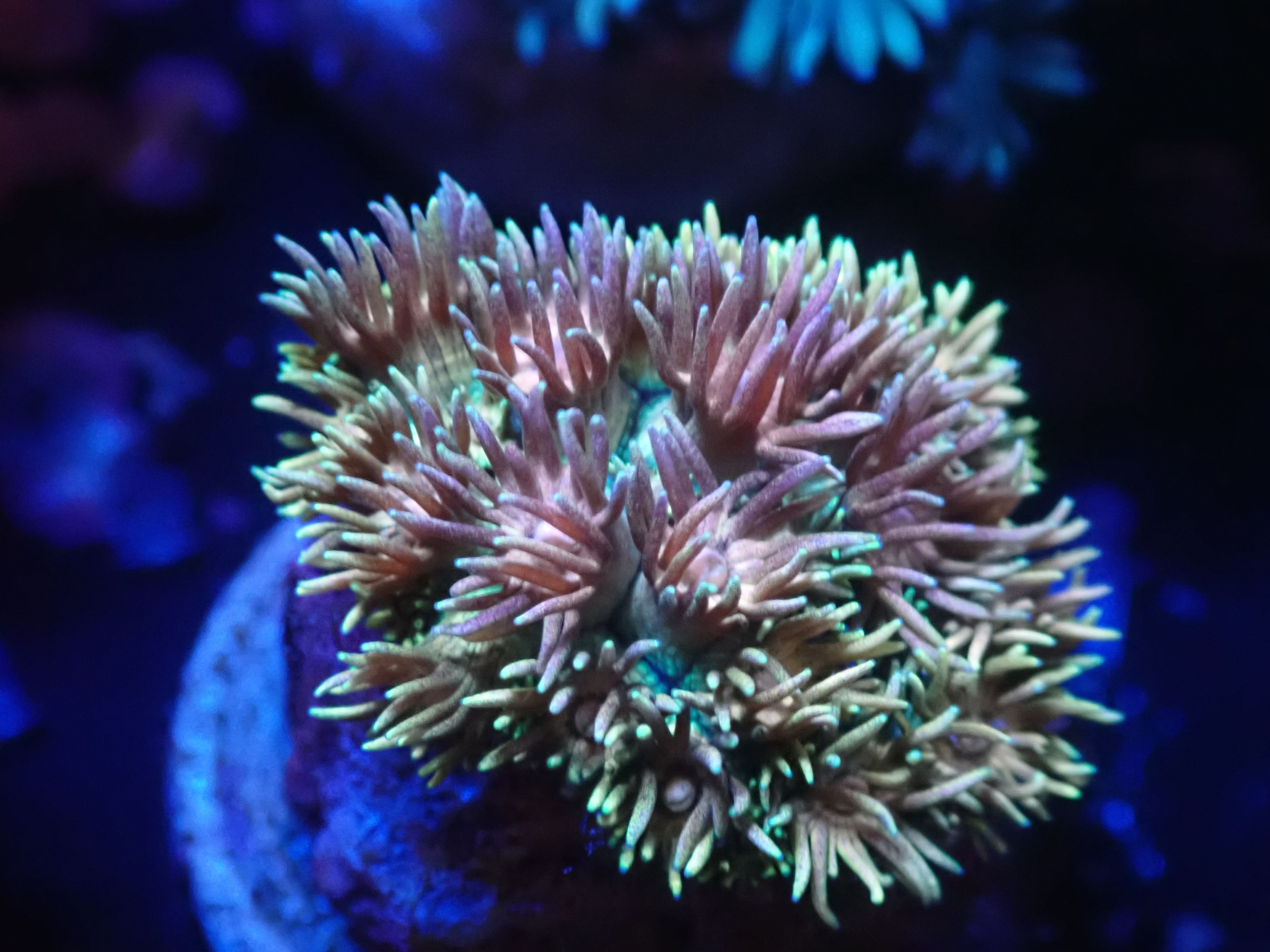 Goniopora Rainbow DNZ